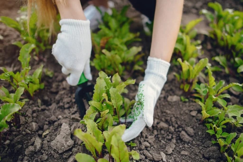 amenajarea gradinii implica dezvoltarea unei legaturi cu natura